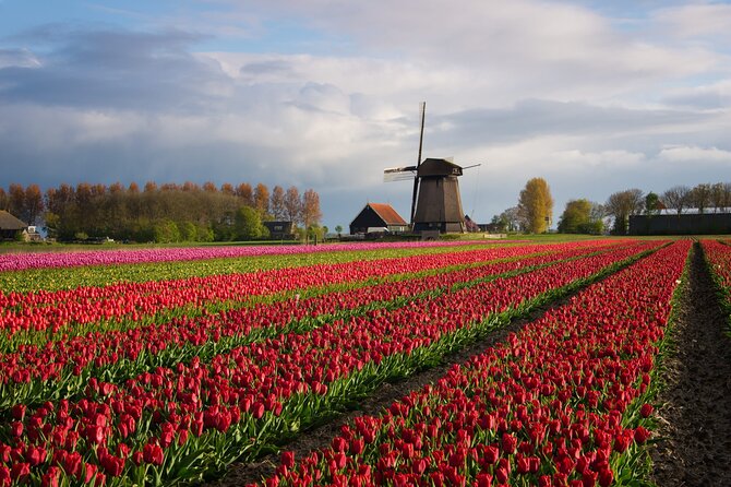 Keukenhof Tulip Garden Tour - The Tulip-Season Advantage of a Private Ride Out of Amsterdam