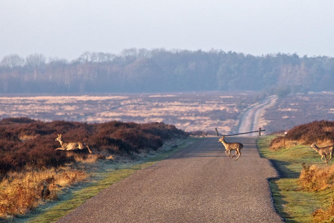 Kröller-Müller Museum and National Park Private Day Tour from Amsterdam - Hoge Veluwe National Park With Free Bikes: The Best Way to Cover It