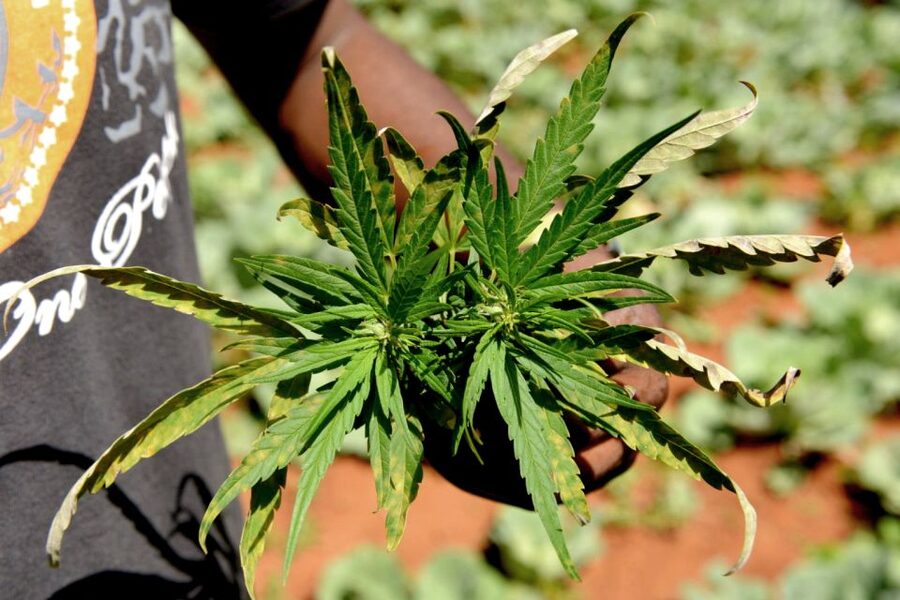 Mike Tyson inspired cannabis tour PRIVATE - Starting at Dam Square, and why the private format matters