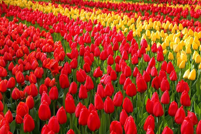 Private Day Trip from Amsterdam to Keukenhof with Entrance Tickets - Key things to know