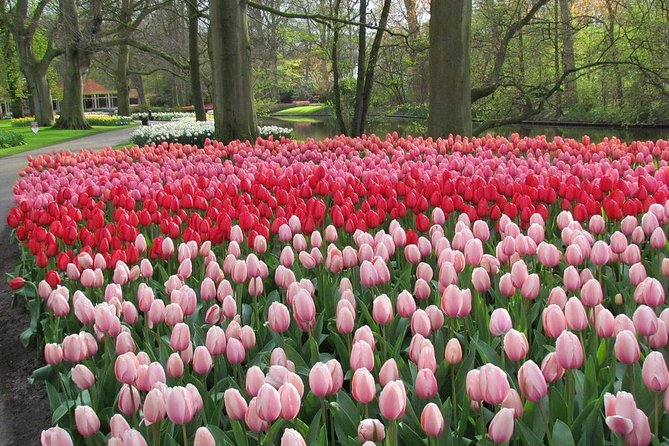 Private Day Trip from Amsterdam to Keukenhof with Entrance Tickets - Lunch and a Possible Tulip Farm Break on the Way Back