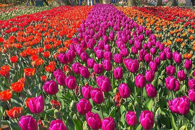 Private Day Trip to Keukenhof Gardens with Entrance Tickets - Skip the Lines, Skip the Stress: What Private Entry Actually Gives You