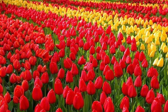 Private Day Trip to the Keukenhof Gardens and Giethoorn - Private Transfer From Amsterdam: The Comfort and Control You Actually Feel