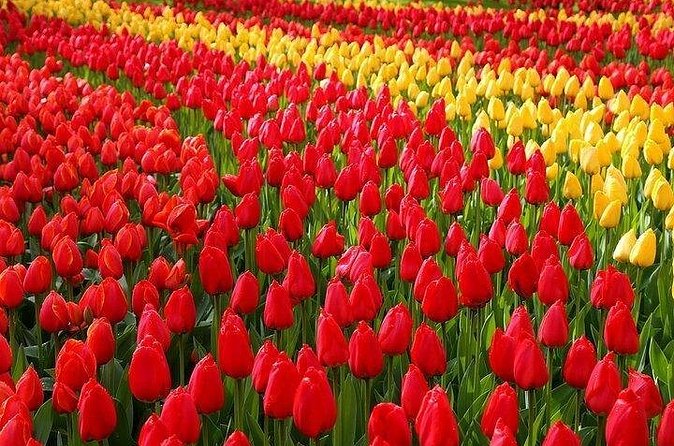 Private Day Trip to the Keukenhof Gardens and Giethoorn - Who This Tour Suits Best (and Who Might Want Something Different)