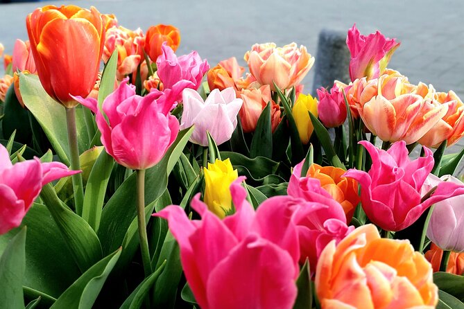Private Family Walking Tour in Amsterdam - Key Things You’ll Love on This Private Family Walk