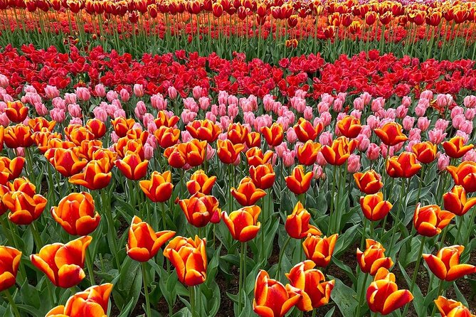 Private Flower Tour to the Keukenhof - Price and value: $513.95 for up to 4 people
