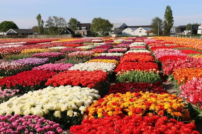 Private Flower Tour to the Keukenhof - Who should book this Keukenhof private tour?