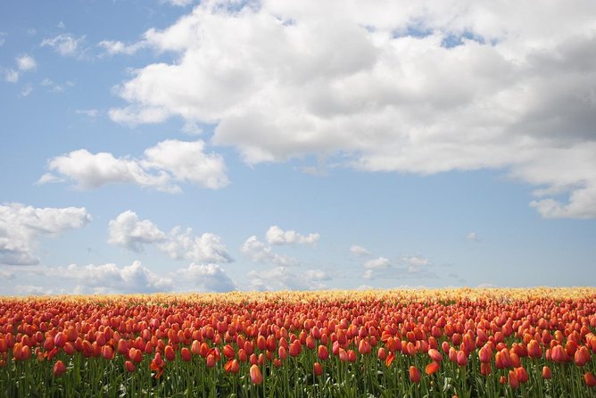 Private Half-Day Trip From Amsterdam to The Tulip Fields in Keukenhof - Price and logistics for a Keukenhof half-day