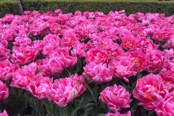 Private Tour to the Keukenhof and Tulip Fields - Keukenhof gardens and tulip fields, with timing that can make or break it