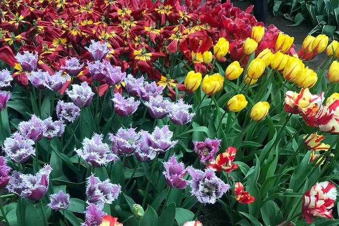 Private Tour to the Keukenhof and Tulip Fields - The De Tulperij farm stop, where photos meet coffee breaks