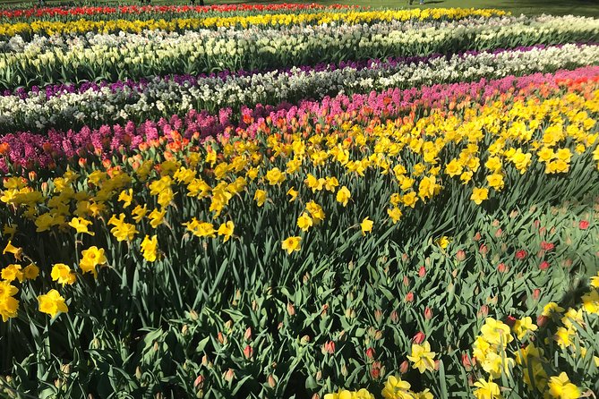 Private Tour to the Keukenhof and Tulip Fields - Price and value: what $318.70 actually buys you