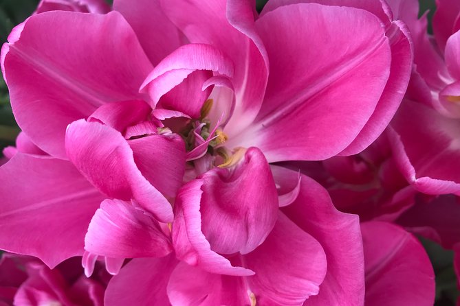 Private Tour to the Keukenhof and Tulip Fields - Timing tips so your tulips day does not turn into a rush