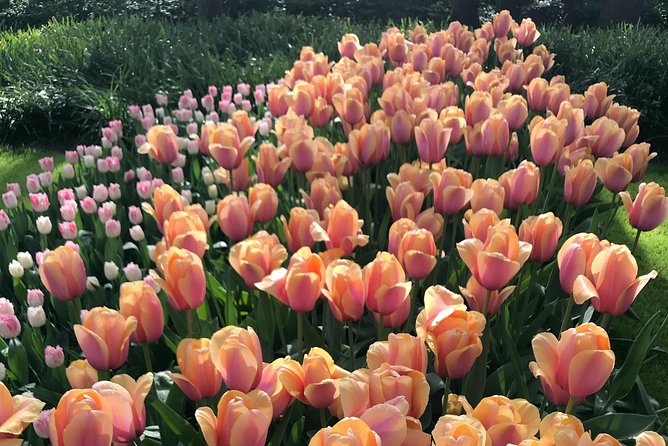 Private Tour to the Keukenhof and Tulip Fields - Who this tour is best for