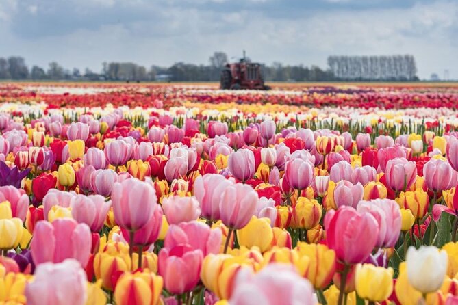 Private Tour to Tulips, Keukenhof, Windmills & Cheese Farm - Key highlights at a glance