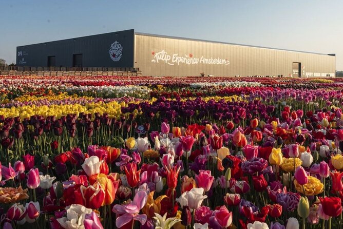 Private Tour to Tulips, Keukenhof, Windmills & Cheese Farm - Jacobs Hoeve Cheese Farm by Henri Willig, Gouda tastings and cow time