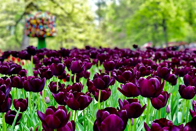 Private Tour to Windmills Zaanse Schans +Keukenhof - 7 Hours - Your Driver as Guide and Photographer: The Real Value Add