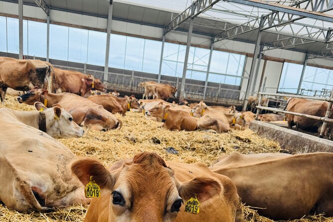Private Tour to Zaanse Schans Windmills Cheese Farm and Volendam - Practical Tips to Make the Day Feel Easy