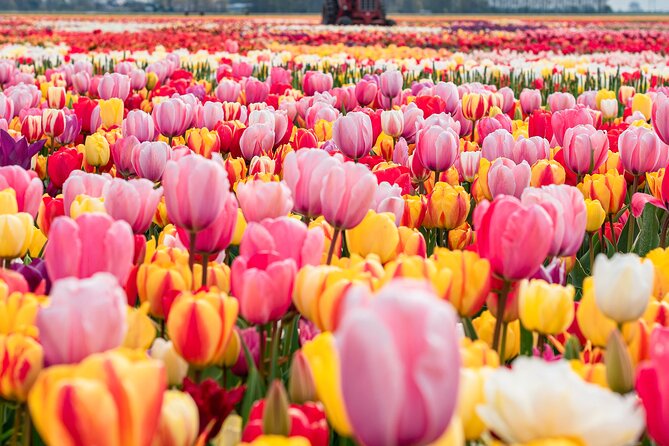 Private Tulip Fields, Windmills and Cheese Tour from Amsterdam - Key things that make this tour work