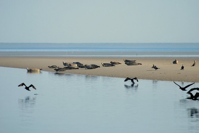 Seal Safari at UNESCO Site Waddensea from Amsterdam - Twisk village detour, a quick step back in time