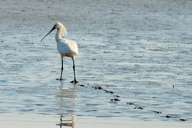 Seal Safari at UNESCO Site Waddensea from Amsterdam - What the guides do differently: Sara and Eva’s on-the-spot explanations