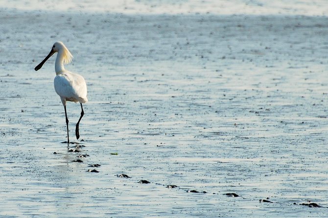 Seal Safari at UNESCO Site Waddensea from Amsterdam - Dress for wind, plan for cold, and keep the boat comfortable