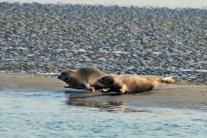 Seal Safari at UNESCO Site Waddensea from Amsterdam - Price and value: is $149.78 worth it?
