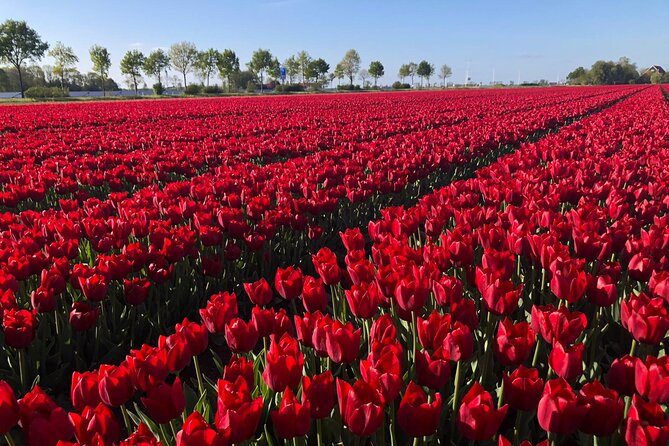 Small Group Keukenhof and Delft Guided Tour from Amsterdam - The small-group day trip feel, from van comfort to meeting points