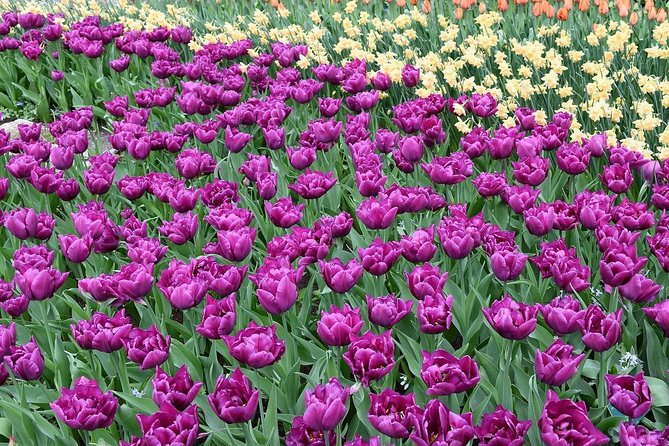 Tour to Giethoorn and Keukenhof Tulip Fields from Amsterdam - Price and value for a 10-hour Amsterdam countryside day