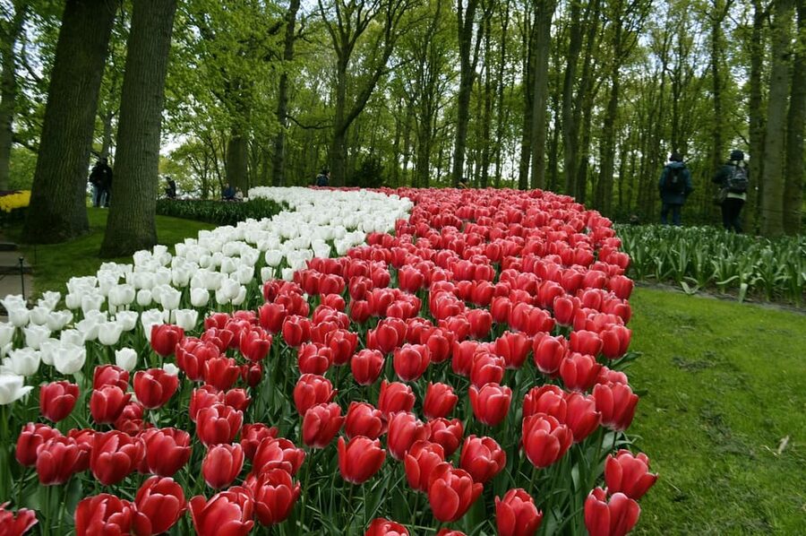VIP Keukenhof Gardens & Dutch Countryside Private Tour - Price and Value: $883 for a Group Up to 3