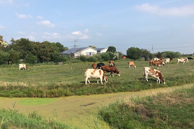 Windmill, Dairy Farms & Countryside Electric Bike Tour - The Value Question: Is $45.05 Worth It?