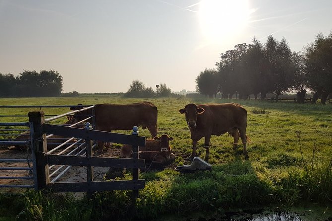 Zaanse Schans and Volendam Private Tour – Clogs, Cheese and More - Zaanse Schans windmills: seven mills, real machinery, and optional interior tickets