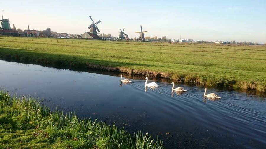 Zaanse Schans Windmills 4-Hour Tour in Italian - Value check: is $46 a fair deal for this Amsterdam day trip?